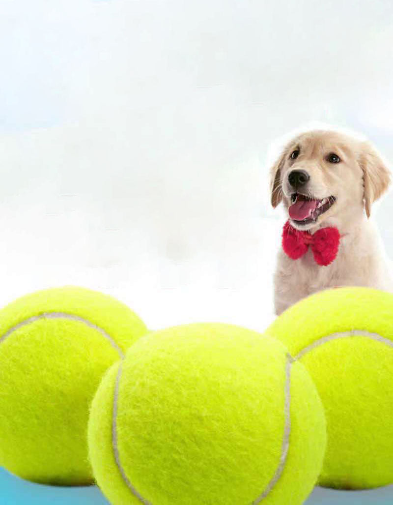 Jouet de tennis résistant à la balle pour chien